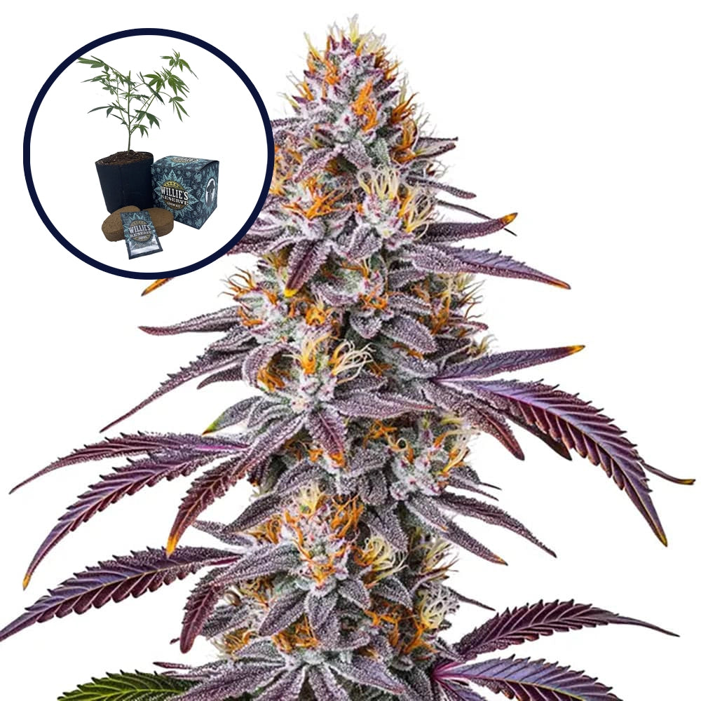 Gelato 33 High Yield Grow Kit