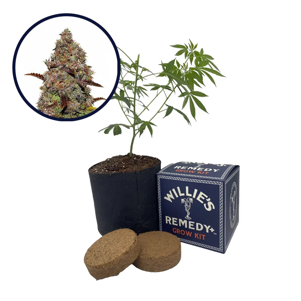 Gelato Strain Grow Kit (THCA)