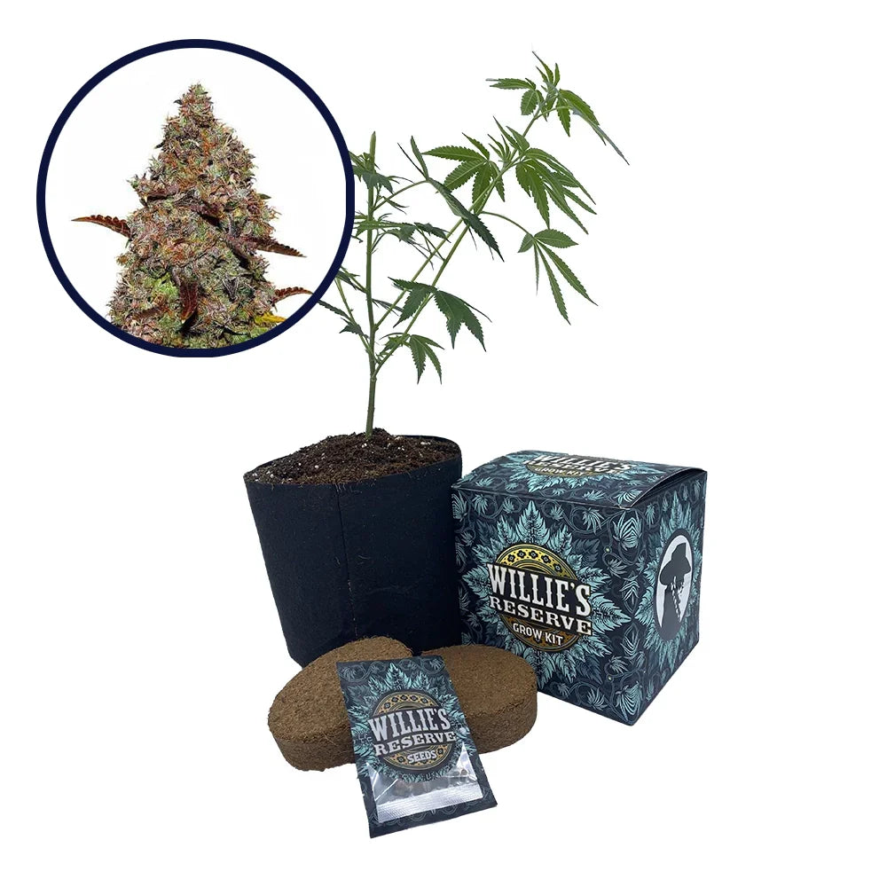 Gelato Strain High Yield Grow Kit