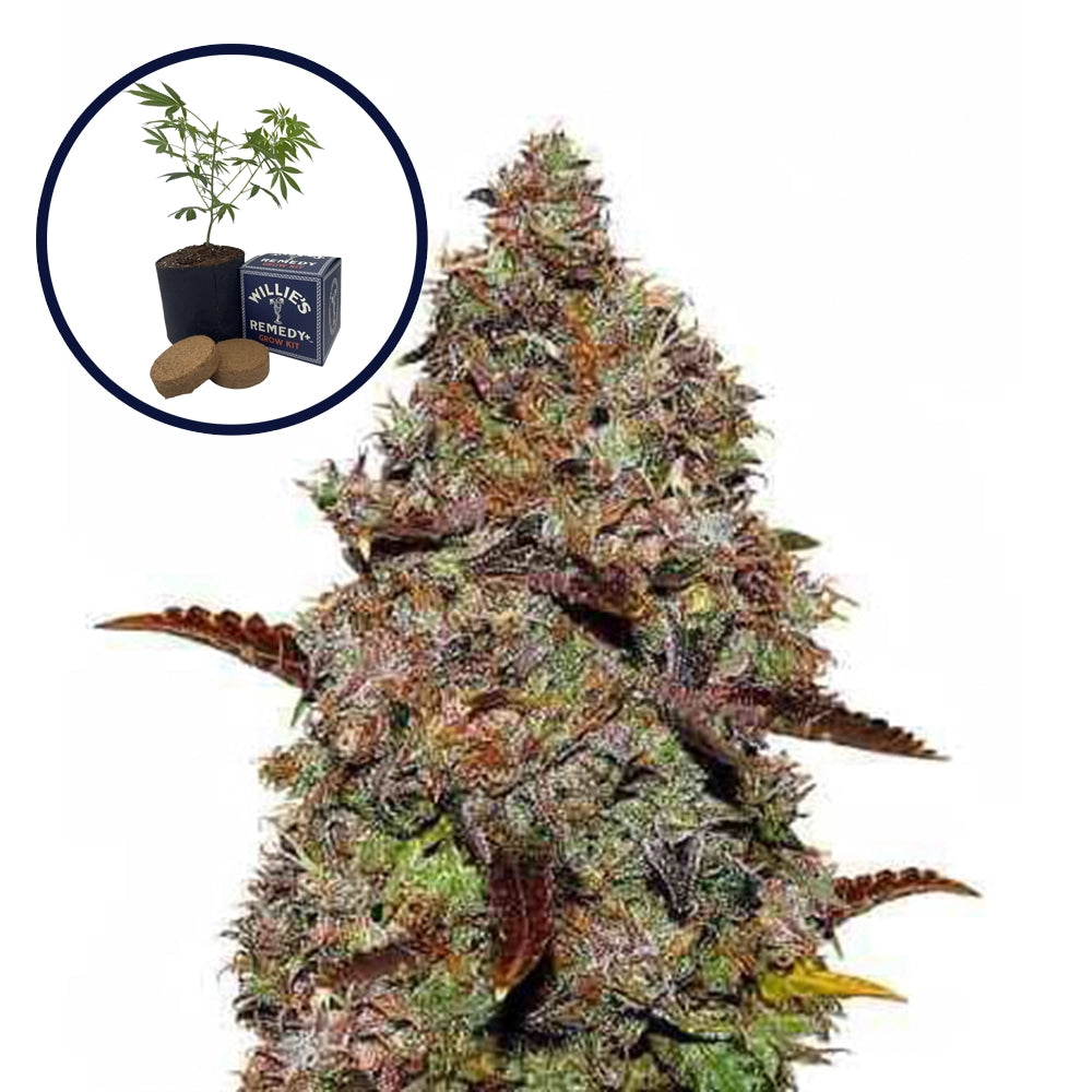 Gelato Grow Kit
