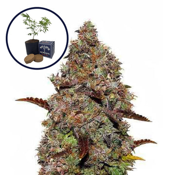 Gelato Grow Kit