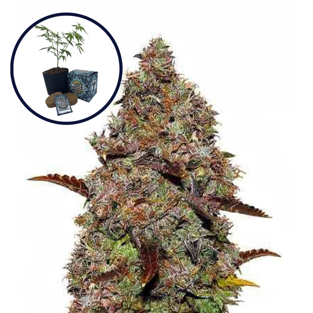 Gelato High Yield Grow Kit