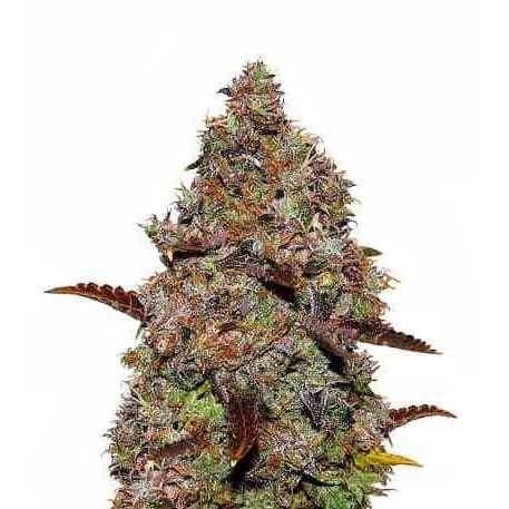 Gelato (THCA)