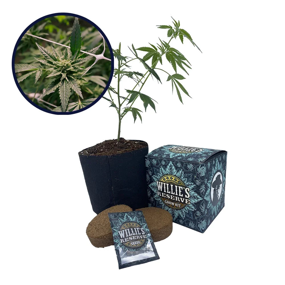 Gelato x Sex Panther Platinum Line Strain High Yield Grow Kit