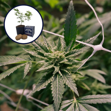 Gelato x Sex Panther Platinum Line Grow Kit