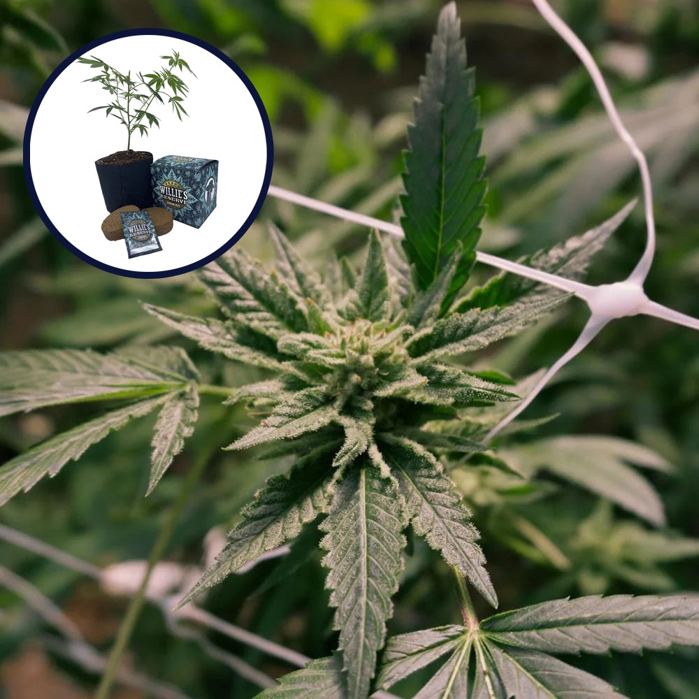 Gelato x Sex Panther Platinum Line High Yield Grow Kit