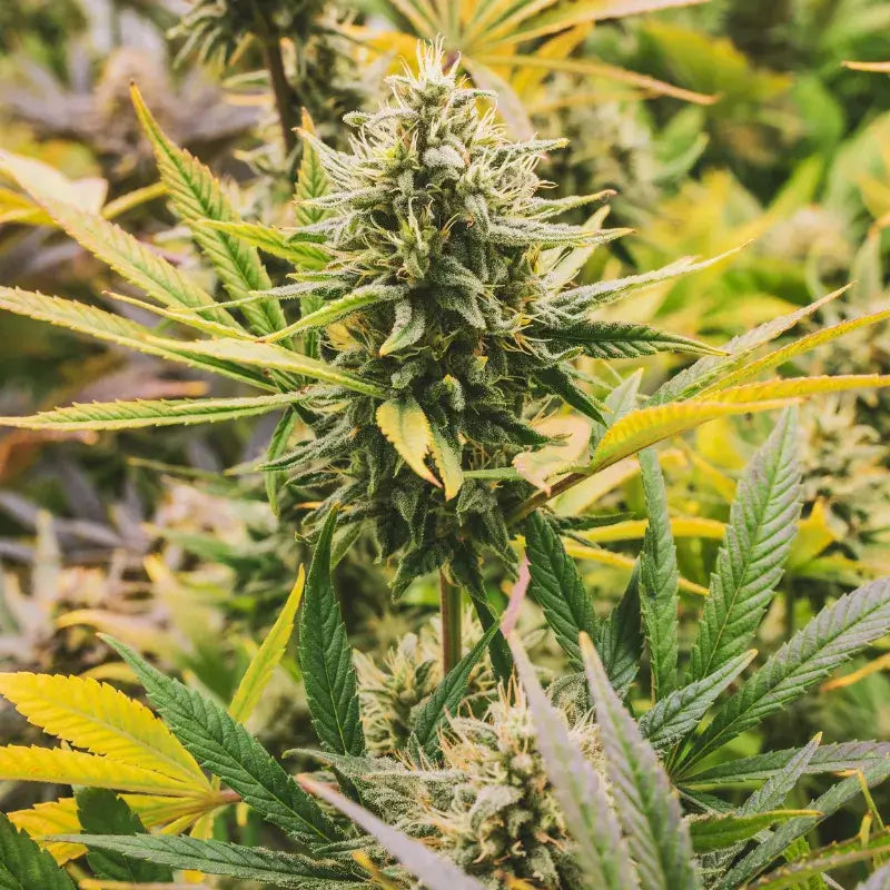 Ghost Train Haze
