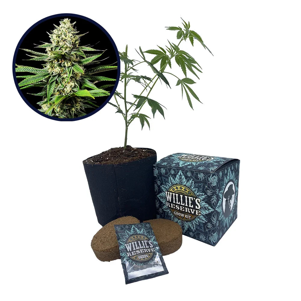 Ghost OG Strain High Yield Grow Kit