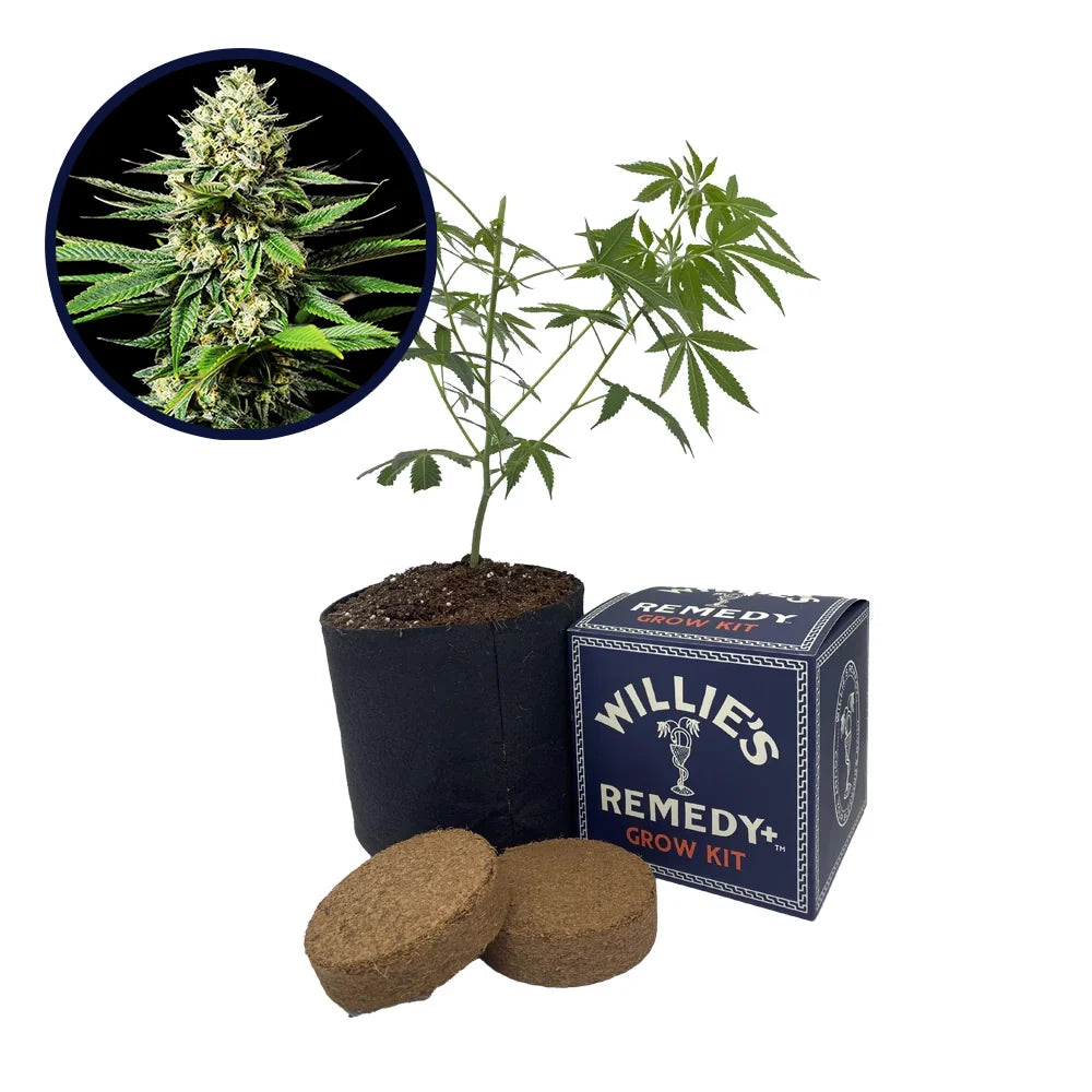 Ghost OG Strain Grow Kit