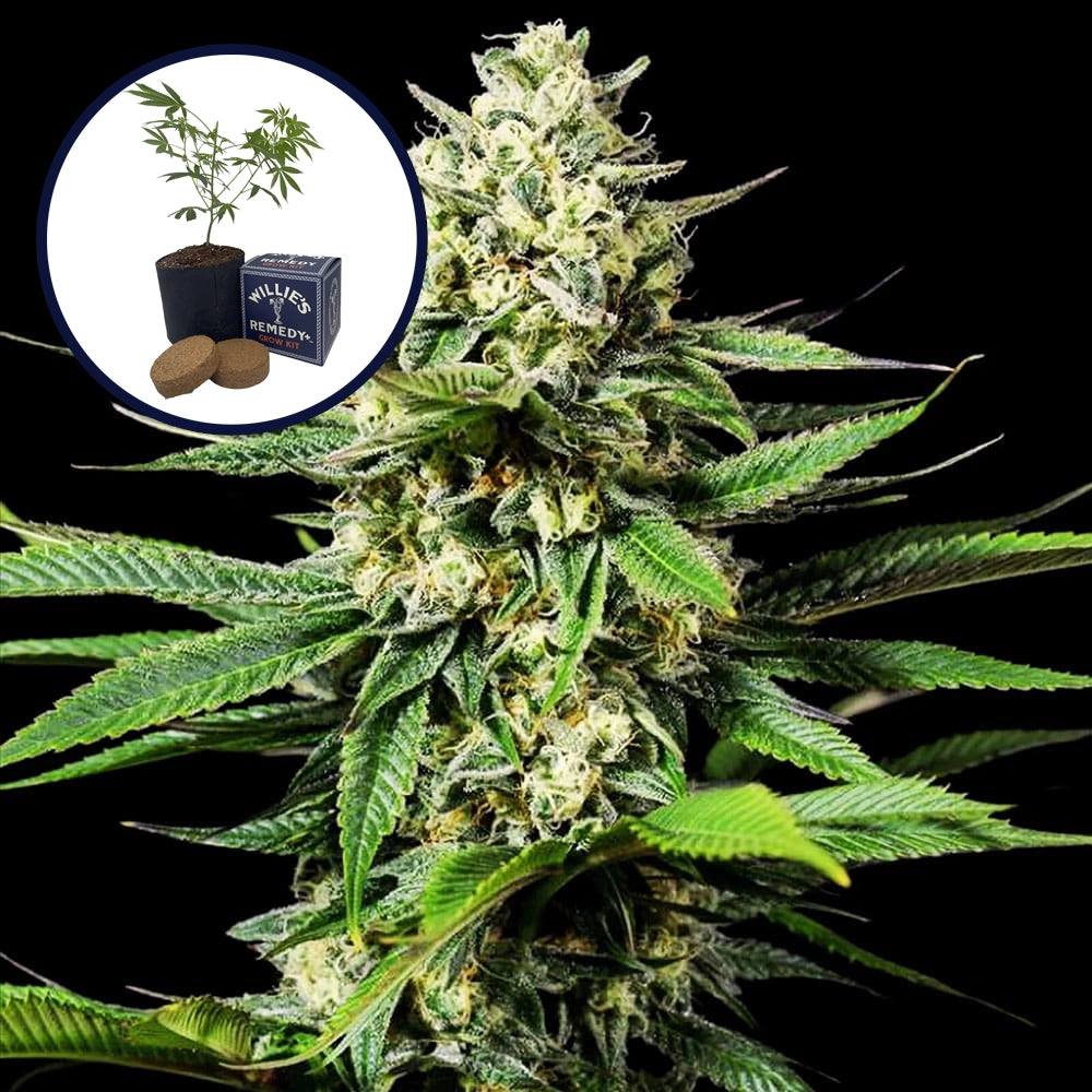 Ghost OG Grow Kit