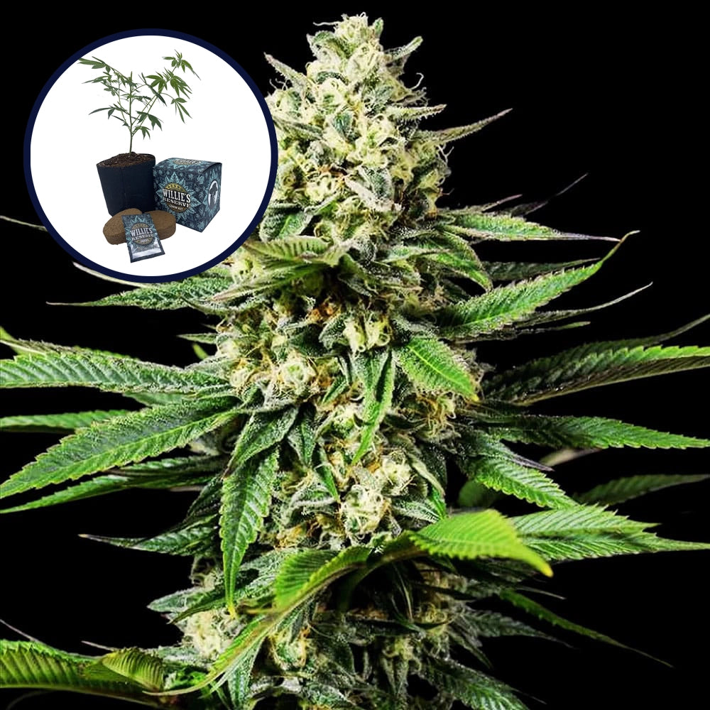 Ghost OG High Yield Grow Kit
