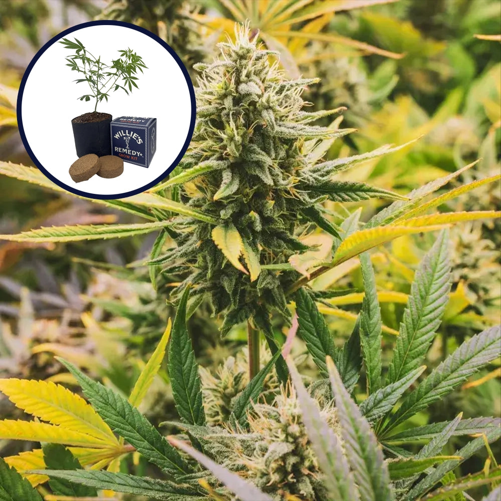 Ghost Train Haze Grow Kit