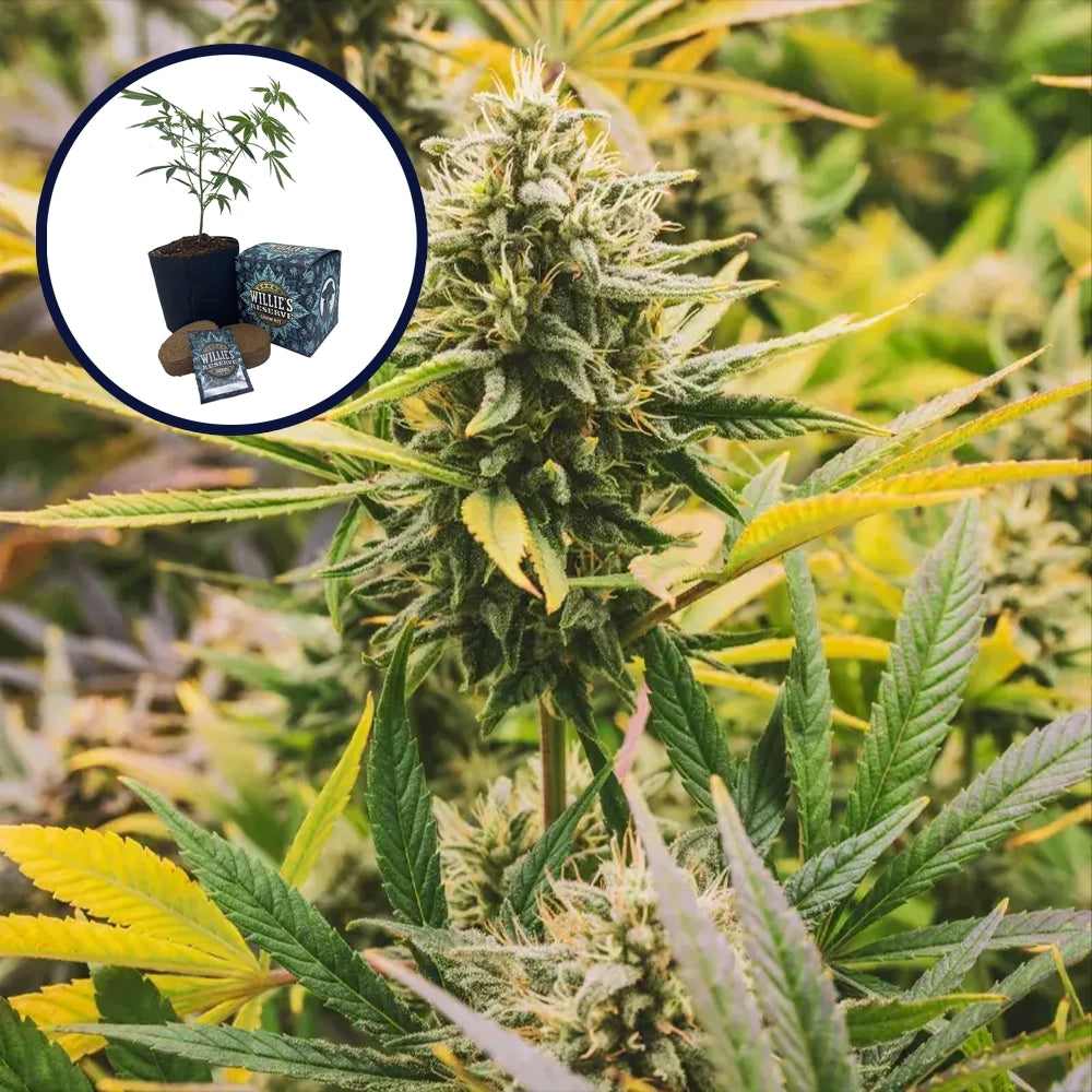 Ghost Train Haze High Yield Grow Kit