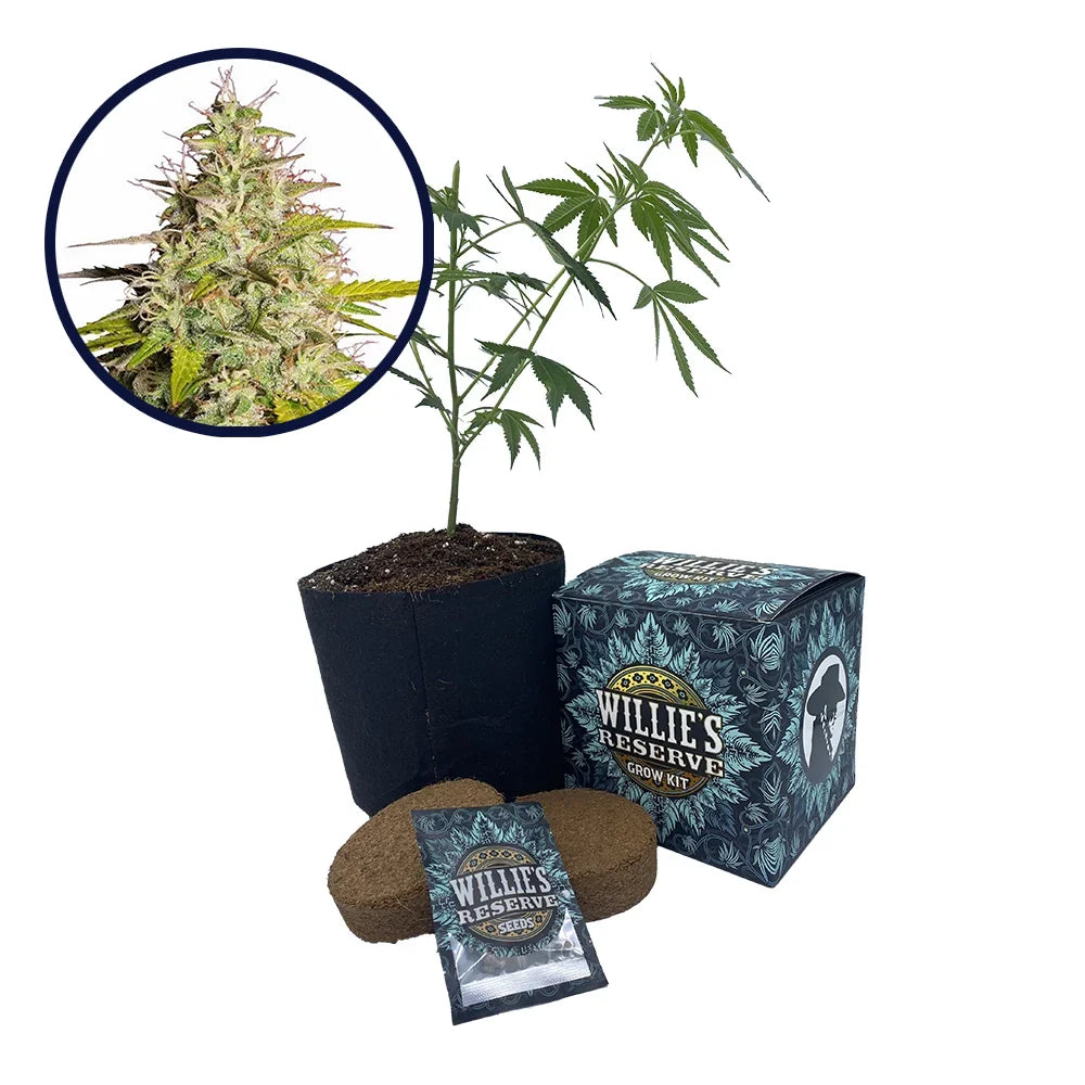 Girl Scout Cookies Strain High Yield Grow Kit