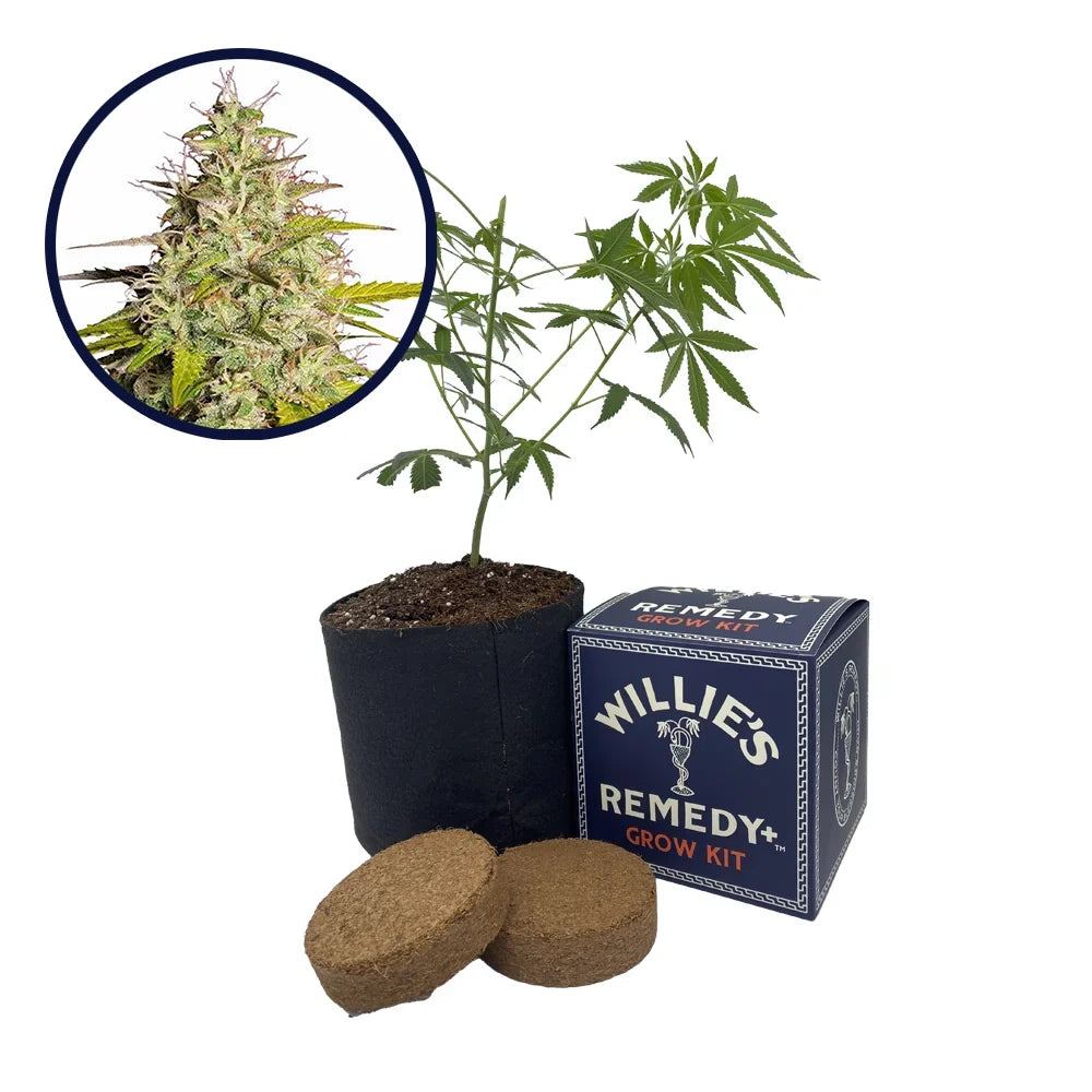 Girl Scout Cookies Strain Grow Kit