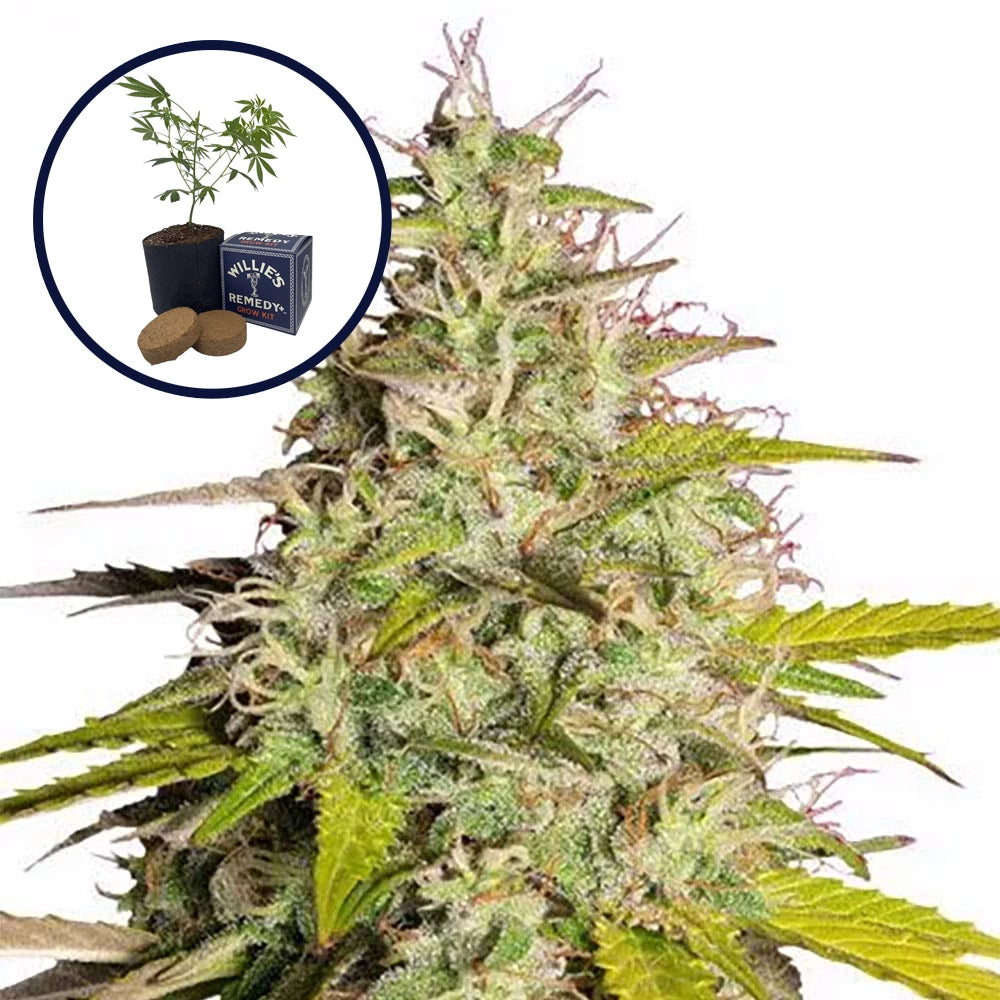 Girl Scout Cookies Grow Kit