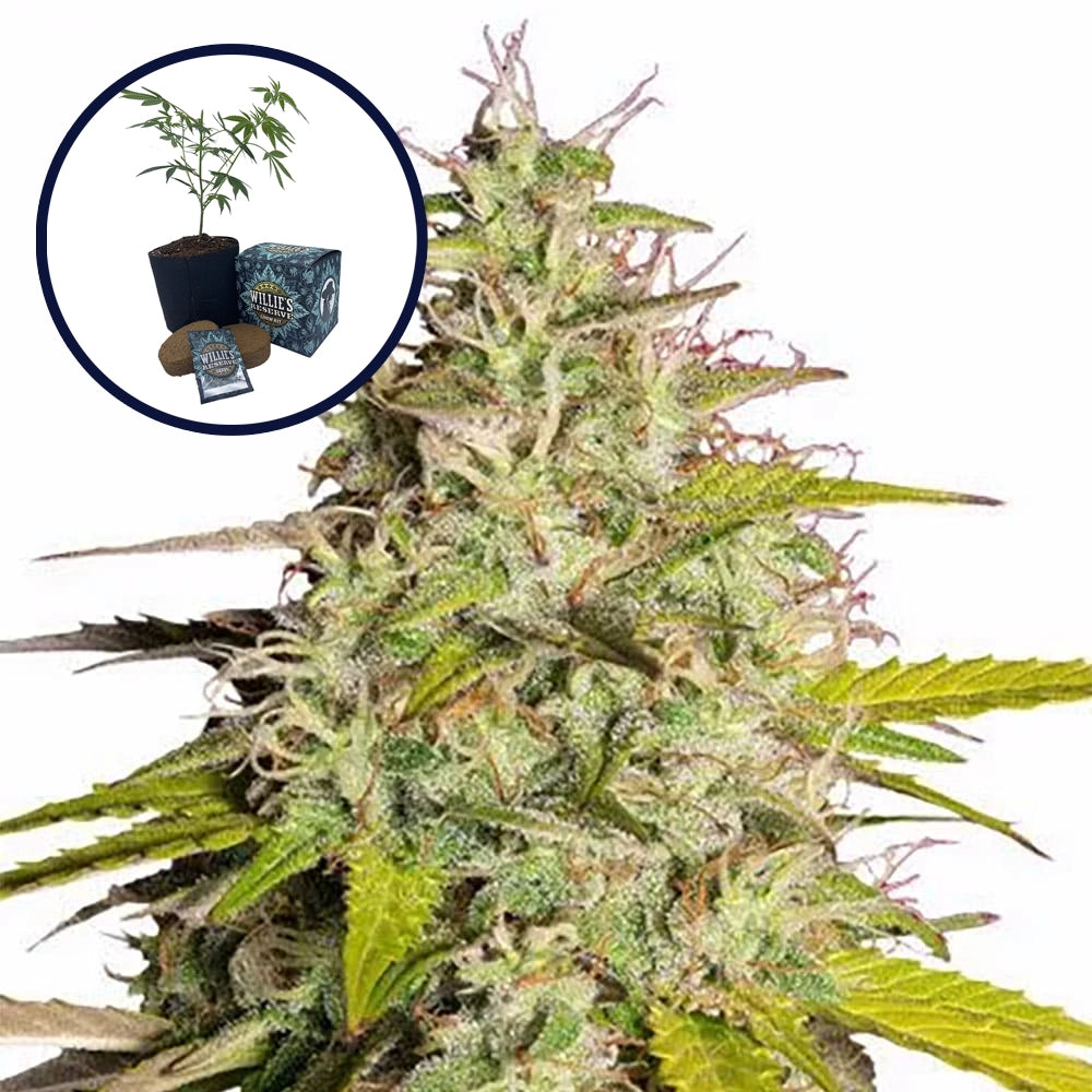 Girl Scout Cookies High Yield Grow Kit