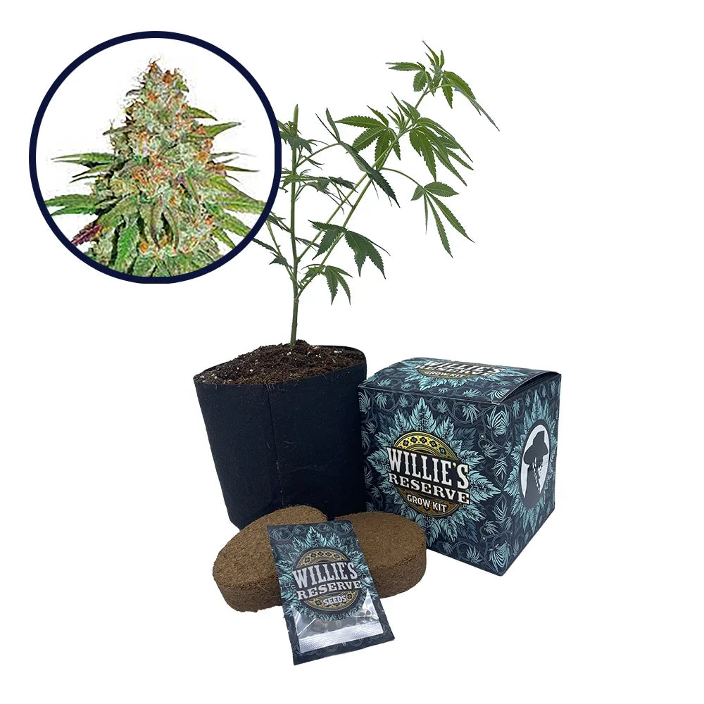 Glueberry OG Strain High Yield Grow Kit