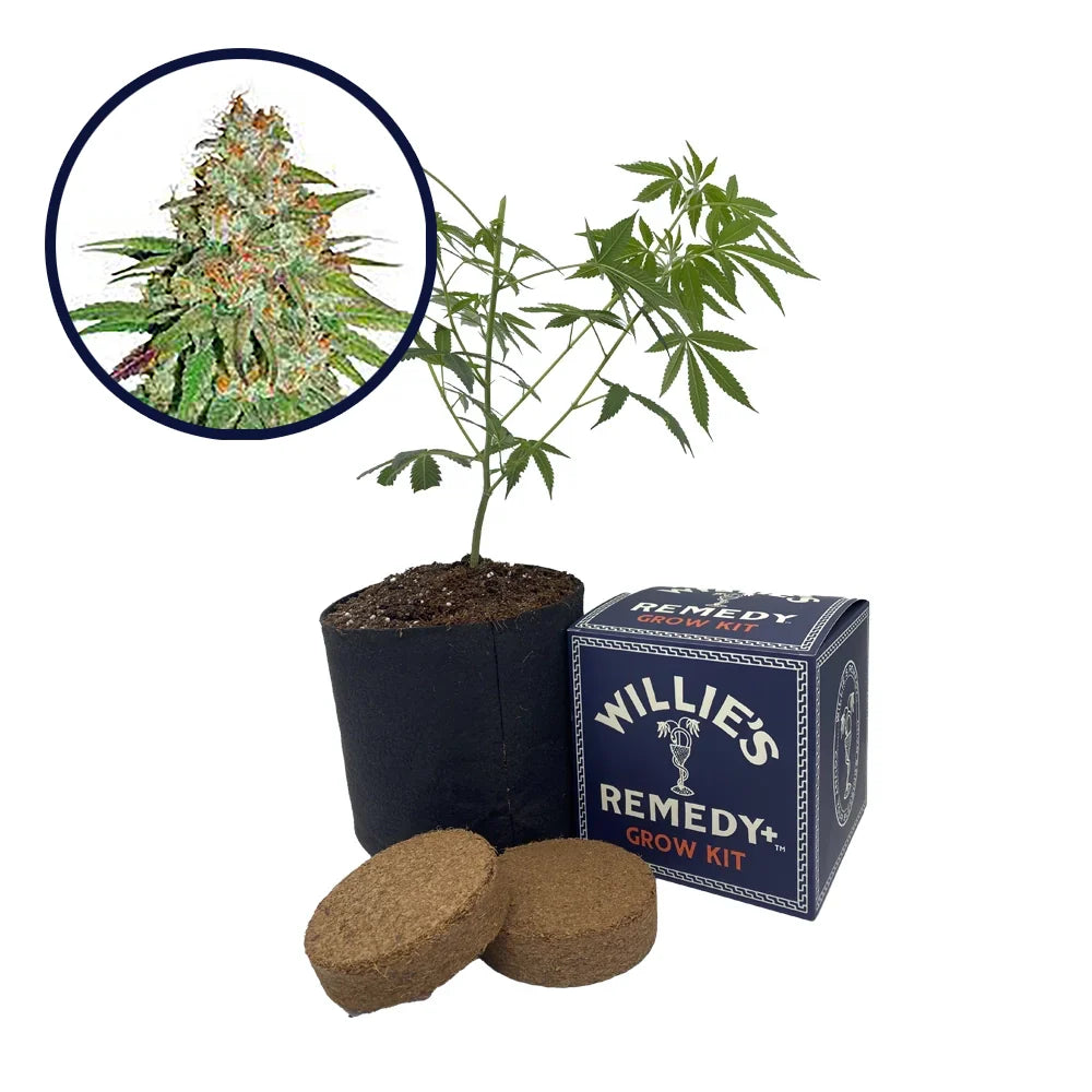 Glueberry OG Strain Grow Kit