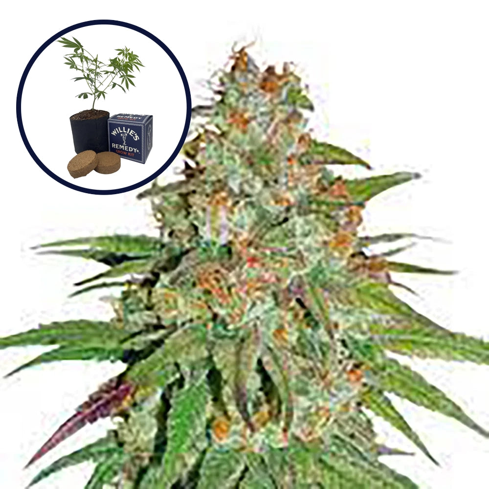 Glueberry OG Grow Kit