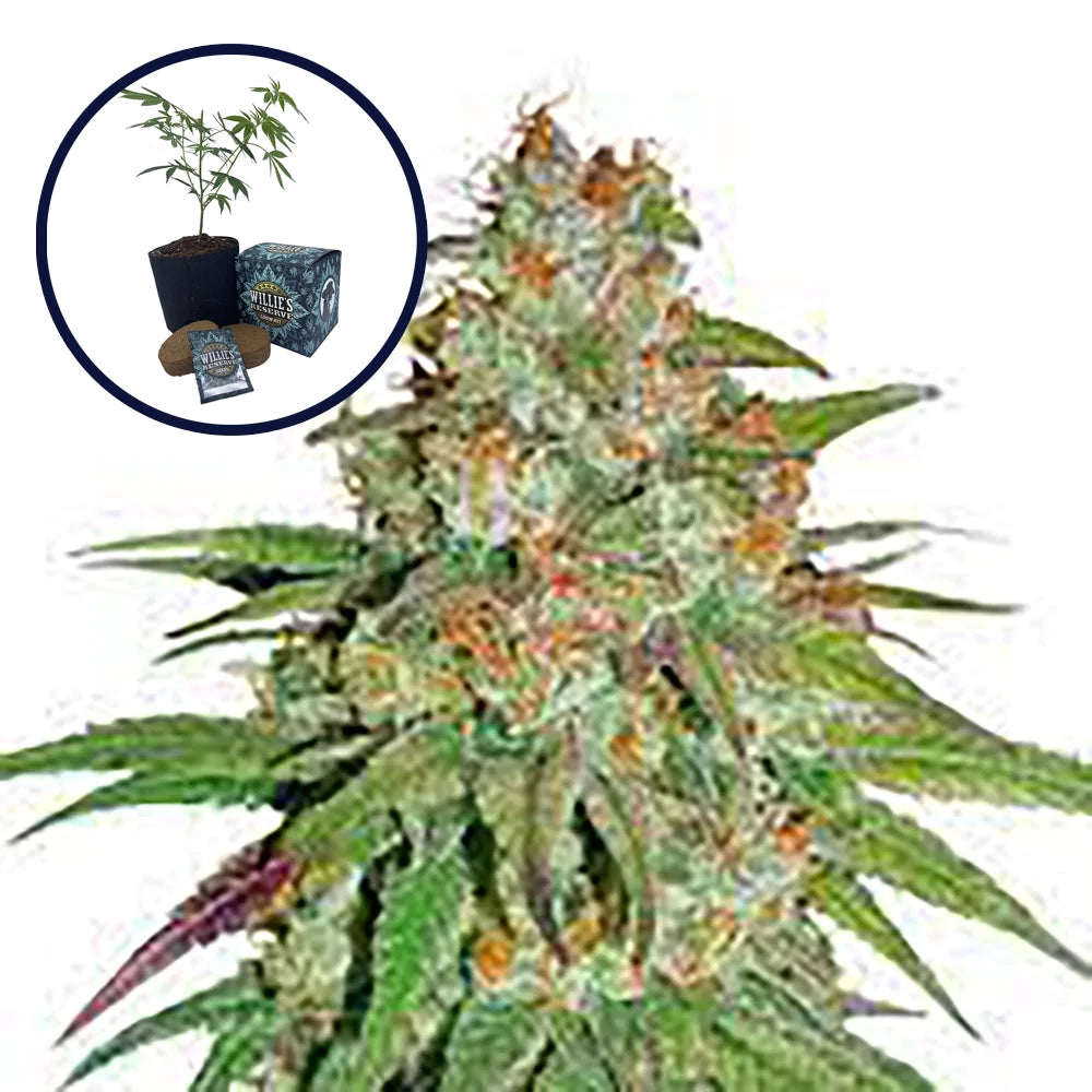Glueberry OG High Yield Grow Kit