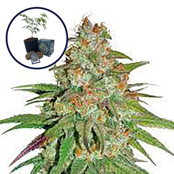 Glueberry OG High Yield Grow Kit