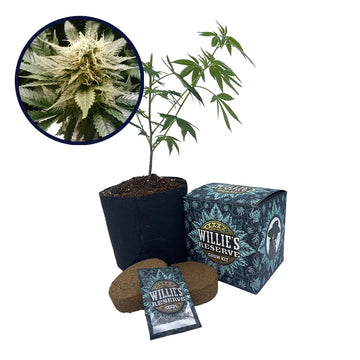 God's Gift Strain High Yield Grow Kit