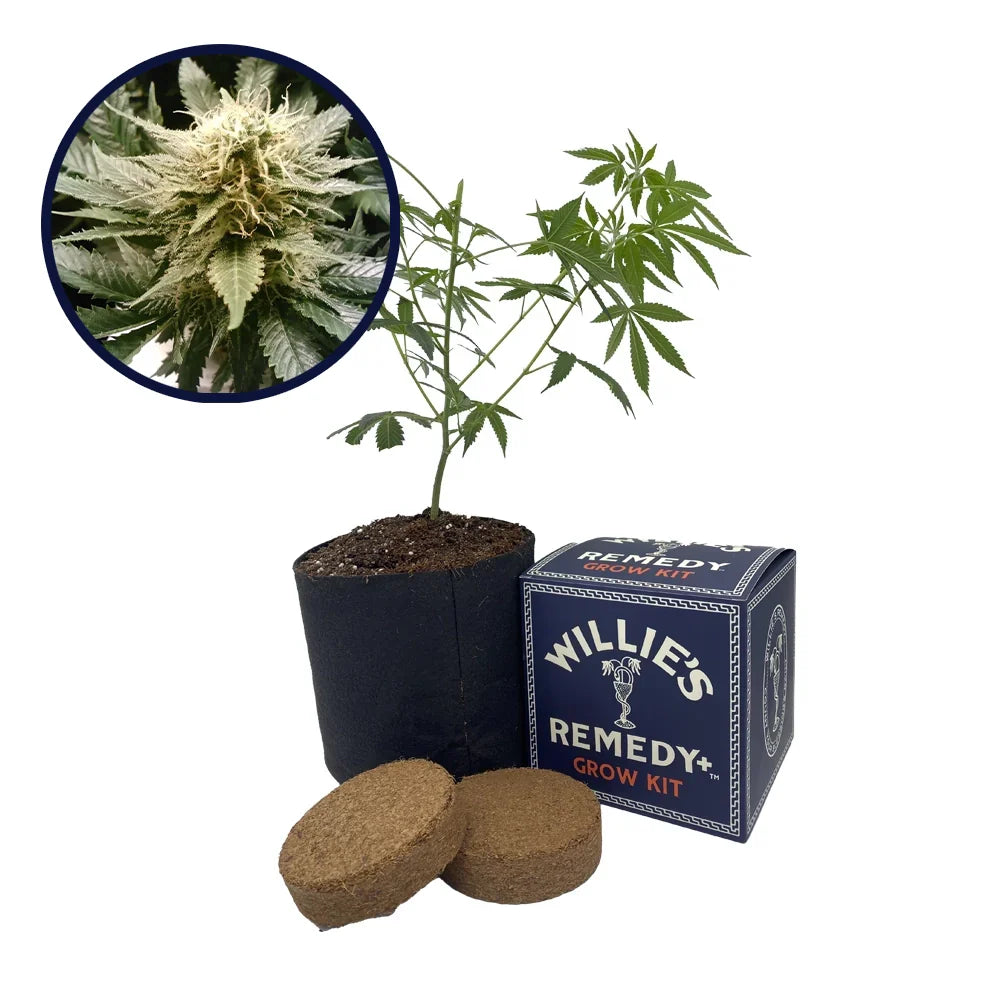 God's Gift Strain Grow Kit