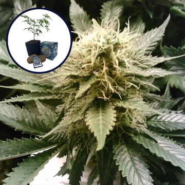 God's Gift High Yield Grow Kit