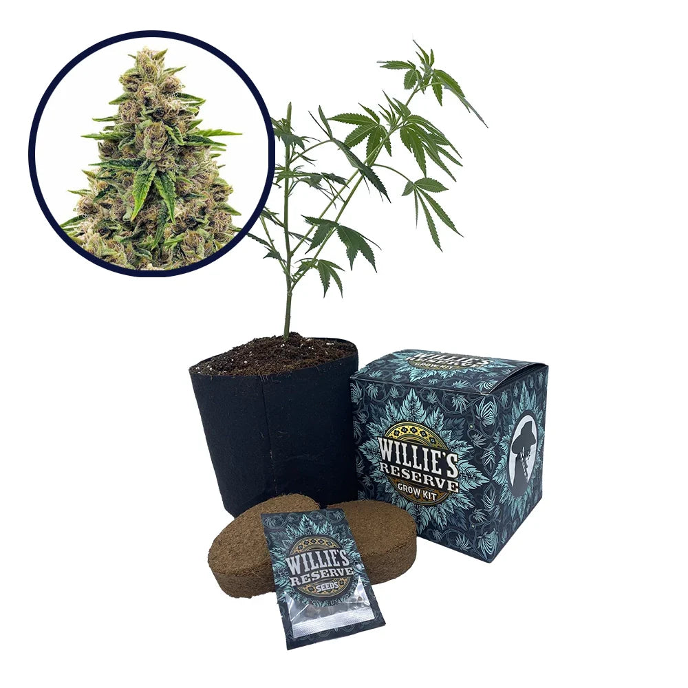 Godfather OG Strain High Yield Grow Kit