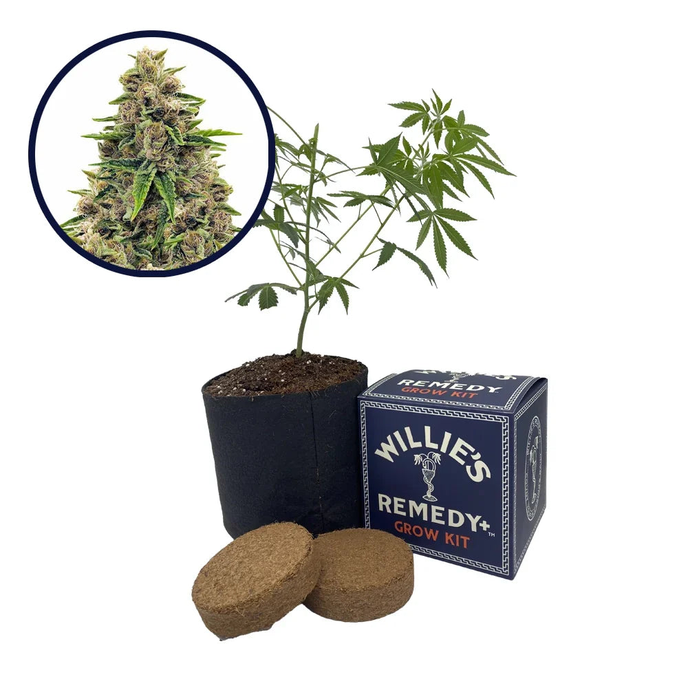 Godfather OG Strain Grow Kit