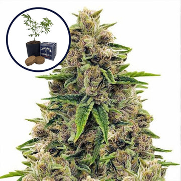 Godfather OG Grow Kit