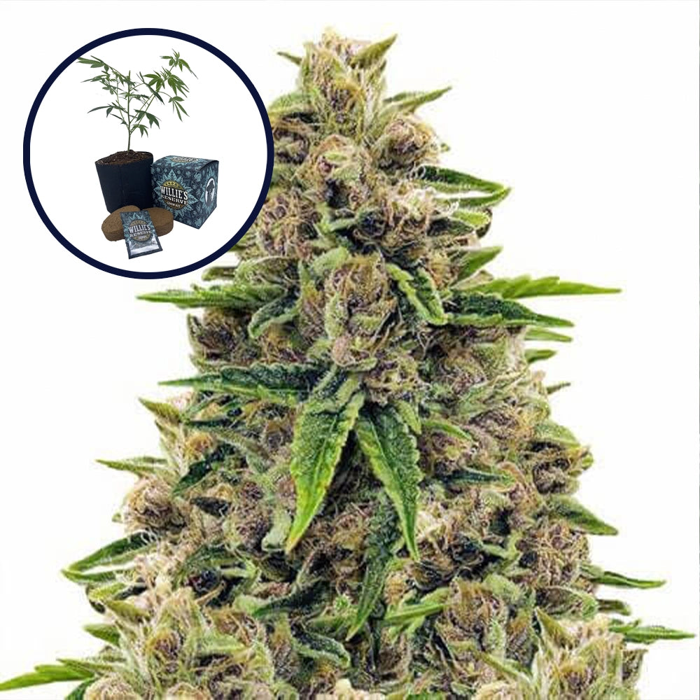 Godfather OG High Yield Grow Kit