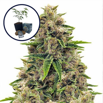 Godfather OG High Yield Grow Kit
