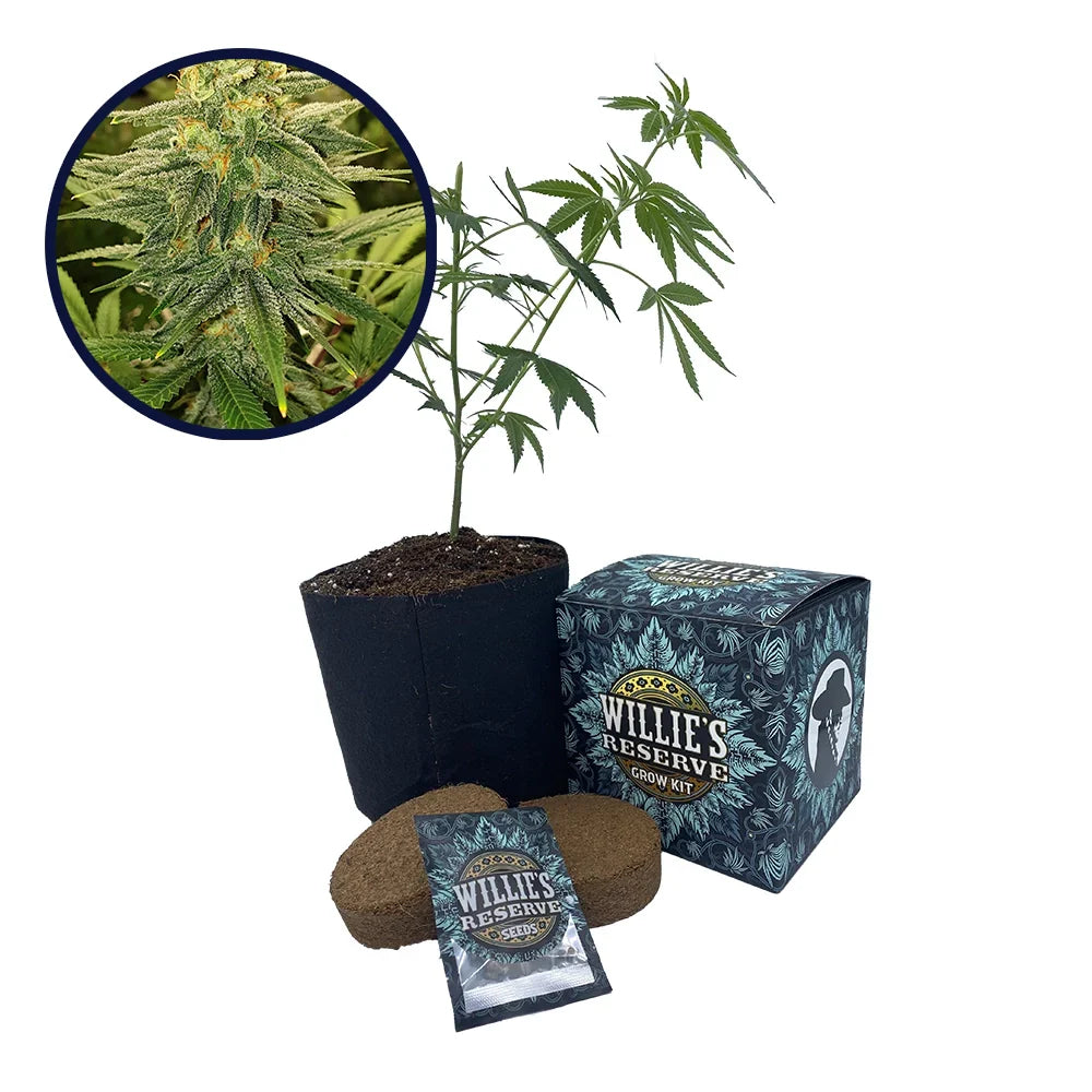 Gold Leaf Strain High Yield Grow Kit
