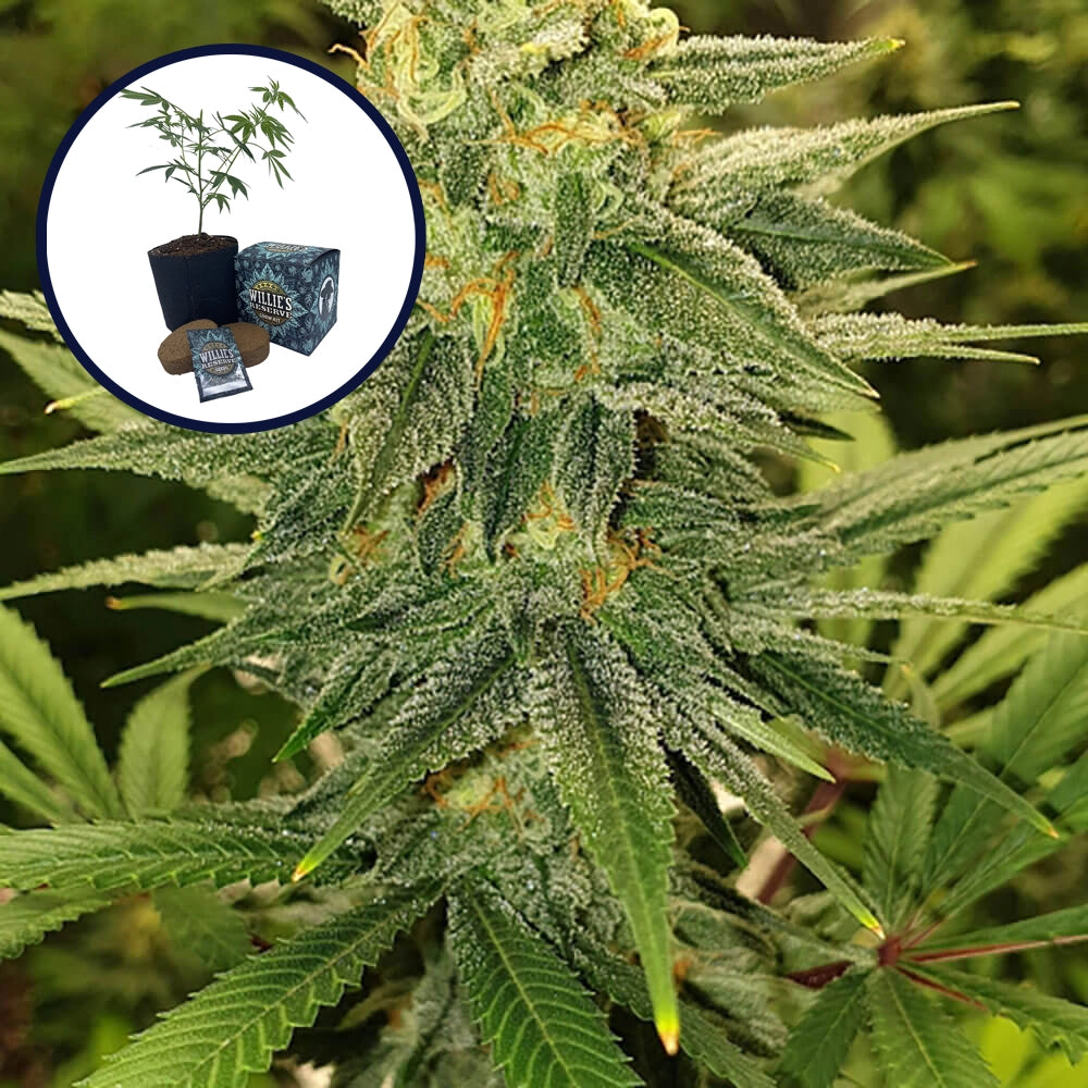 Gold Leaf High Yield Grow Kit