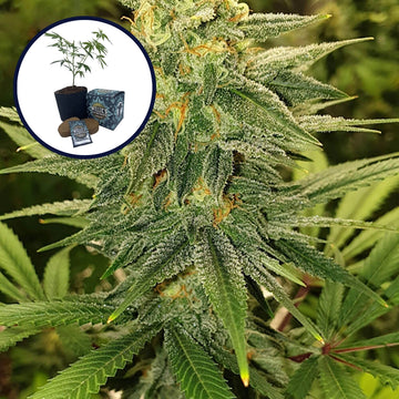 Gold Leaf High Yield Grow Kit