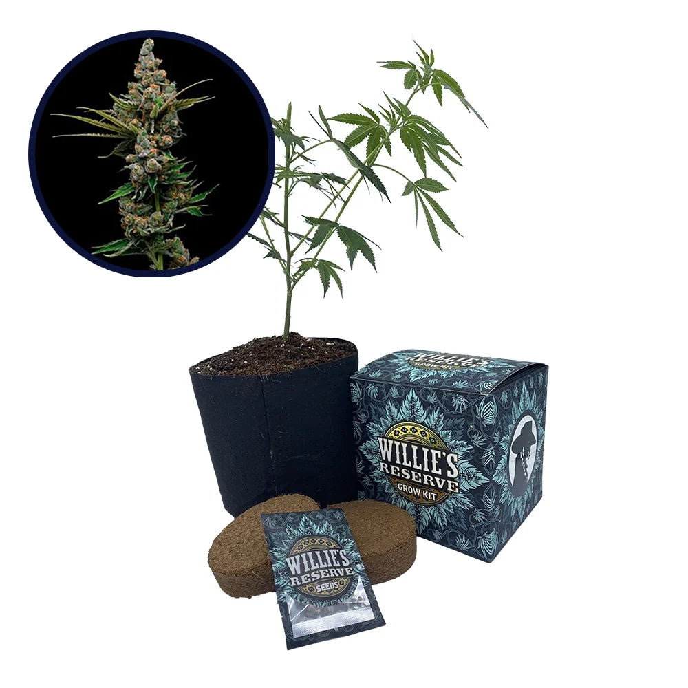 Golden Pineapple Strain High Yield Grow Kit