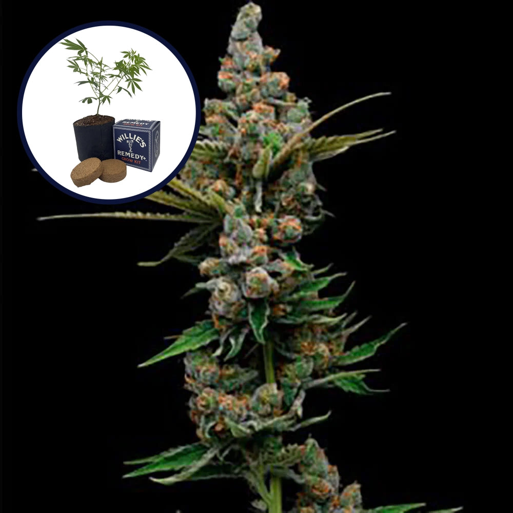 Golden Pineapple Grow Kit