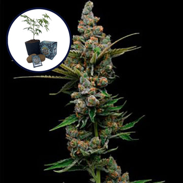 Golden Pineapple High Yield Grow Kit