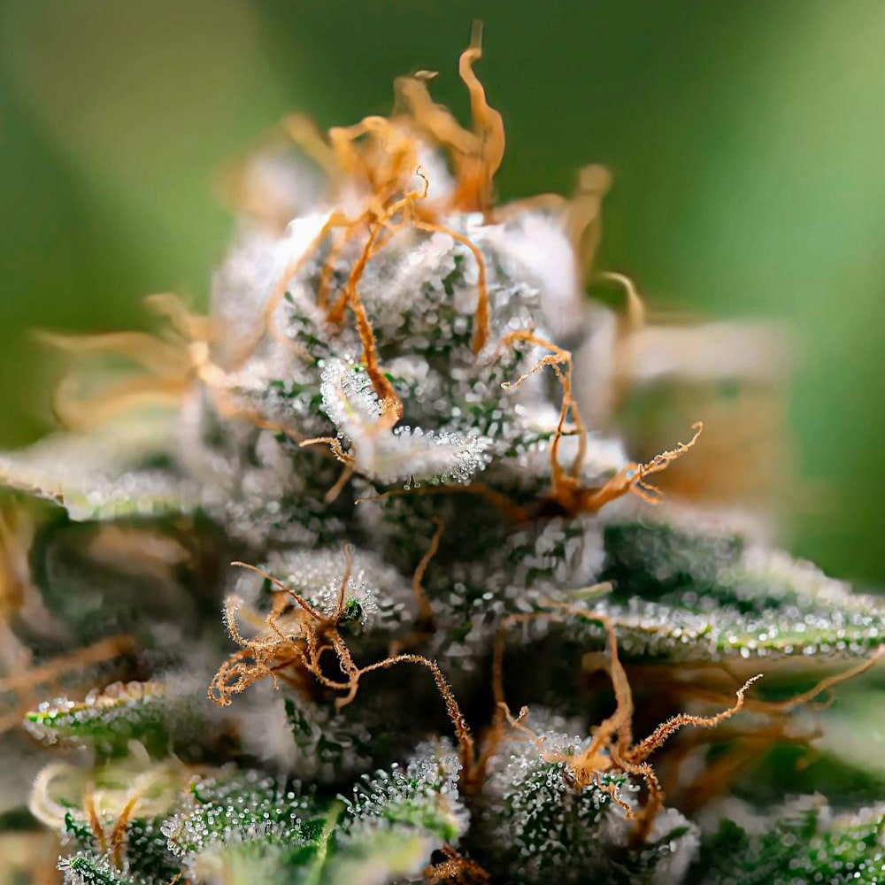 Gorilla Glue x Skywalker OG Platinum Line