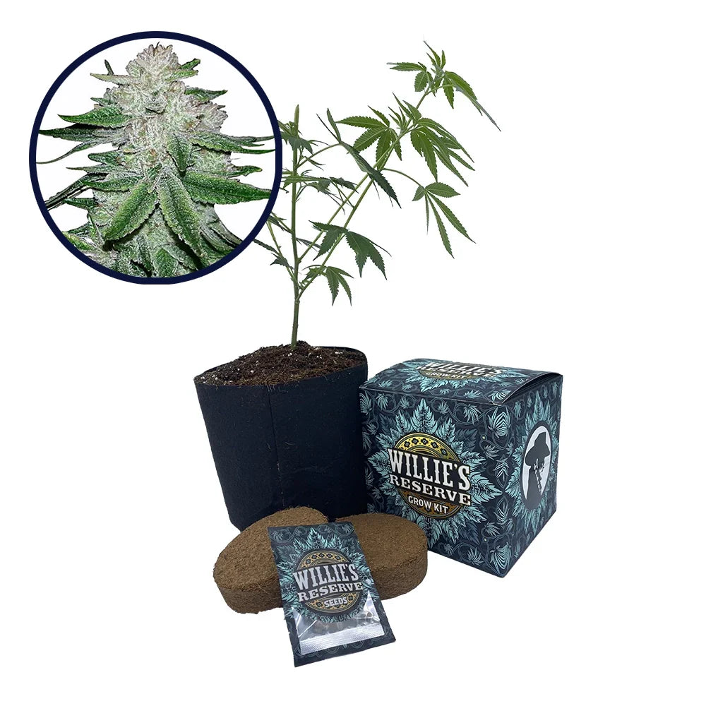 Gorilla Glue #5 Strain High Yield Grow Kit