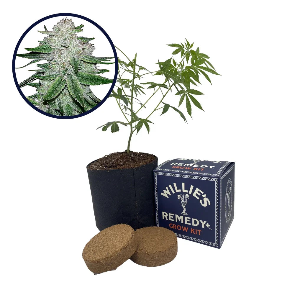 Gorilla Glue #5 Strain Grow Kit