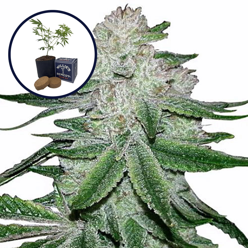 Gorilla Glue #5 Grow Kit