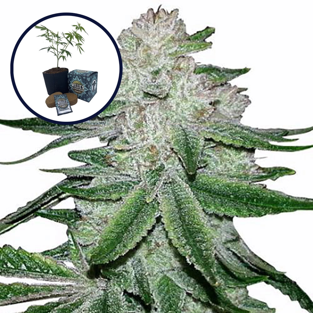 Gorilla Glue #5 High Yield Grow Kit