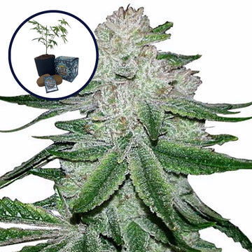 Gorilla Glue #5 High Yield Grow Kit