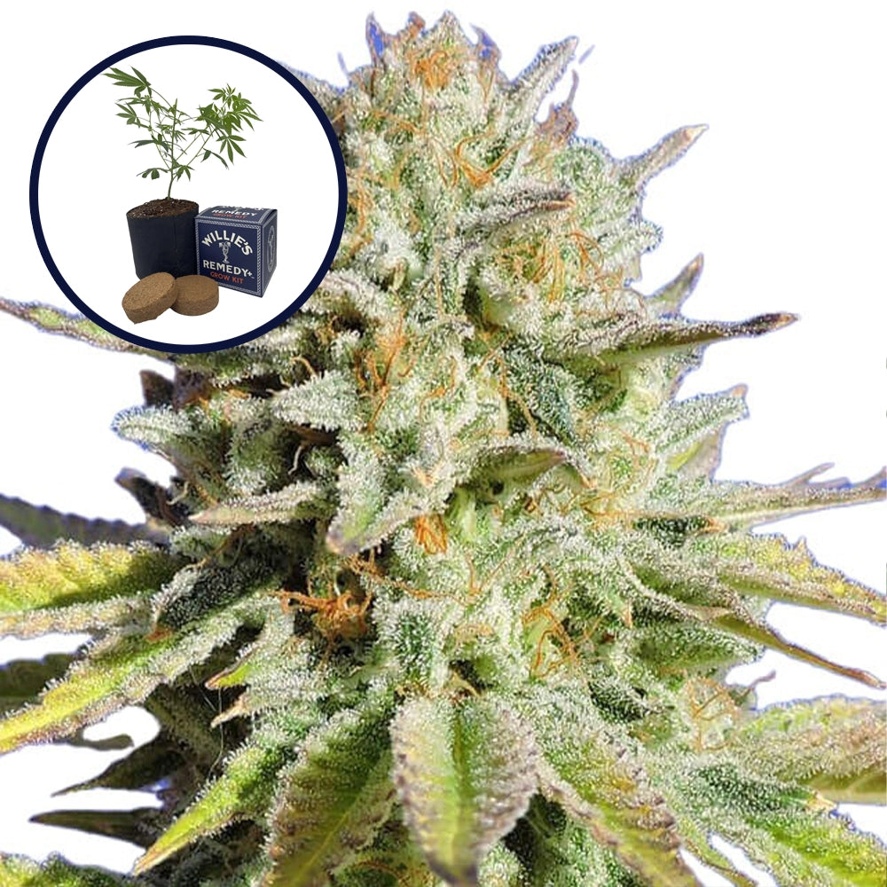 Gorilla Glue Grow Kit