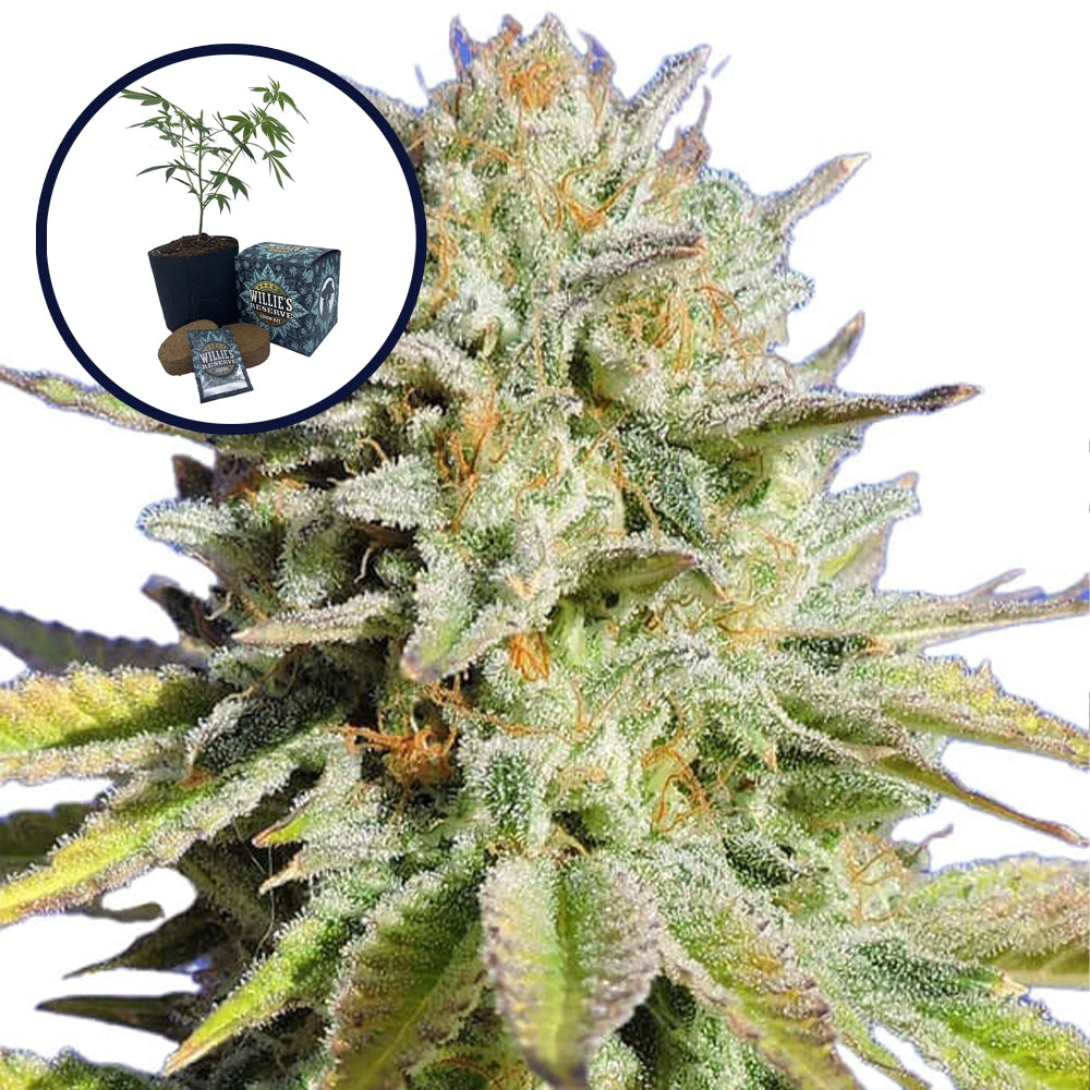 Gorilla Glue High Yield Grow Kit
