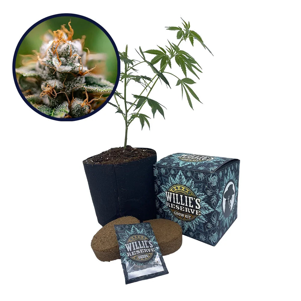 Gorilla Glue x Skywalker OG Platinum Line Strain High Yield Grow Kit