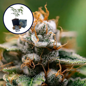 Gorilla Glue x Skywalker OG Platinum Line High Yield Grow Kit